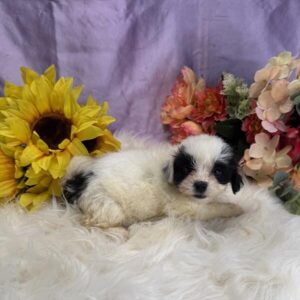 Delilah