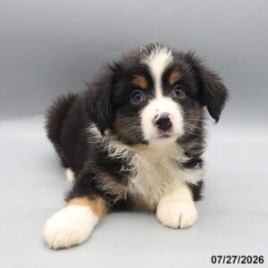 Miniature American Shepherd – 1395