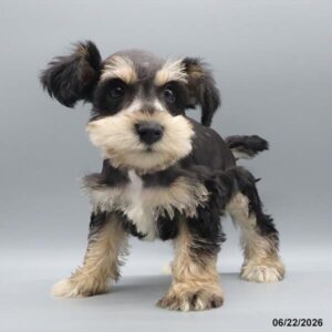 Dottie