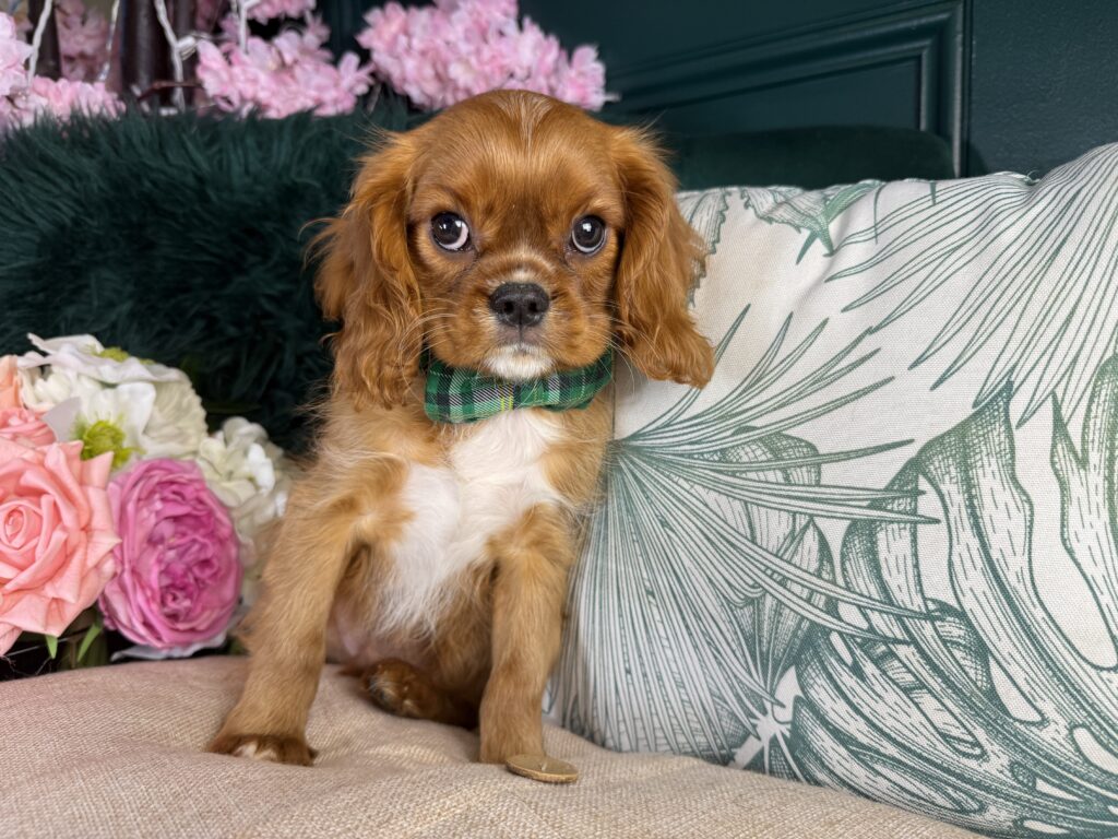 Otis 2