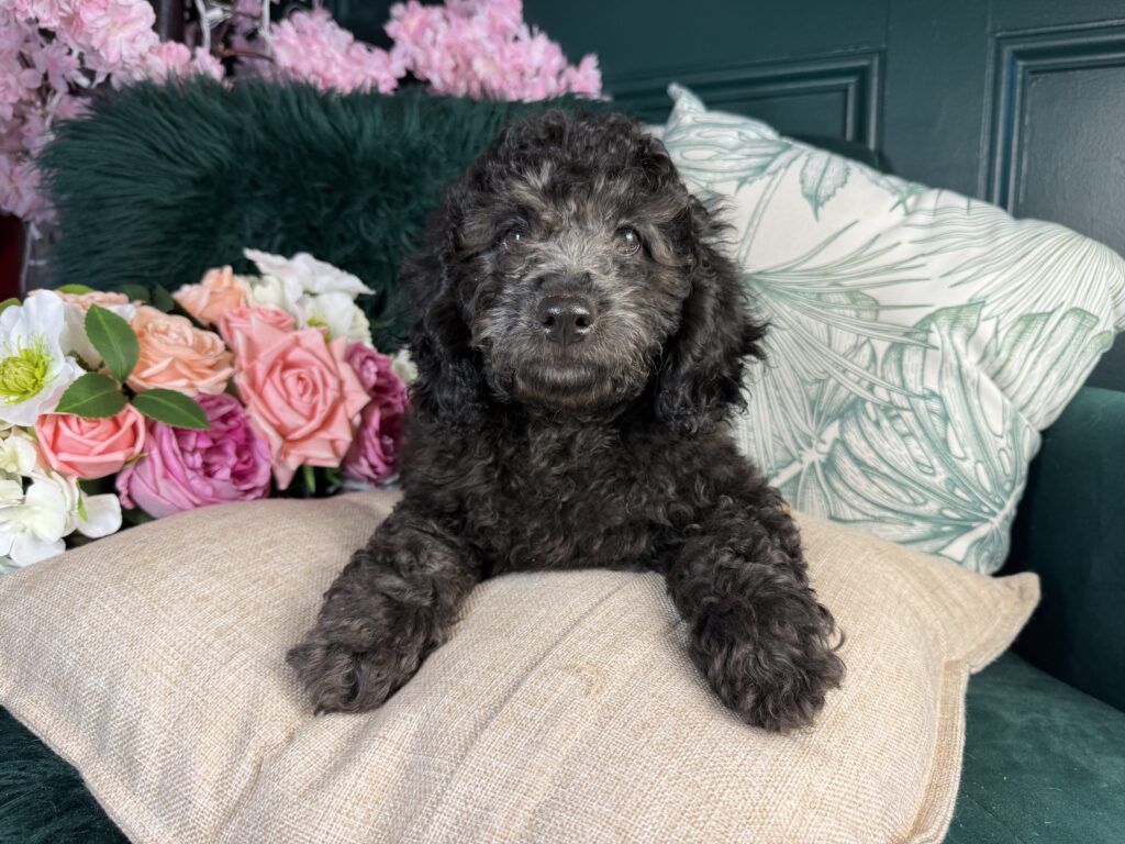 Tucker 2