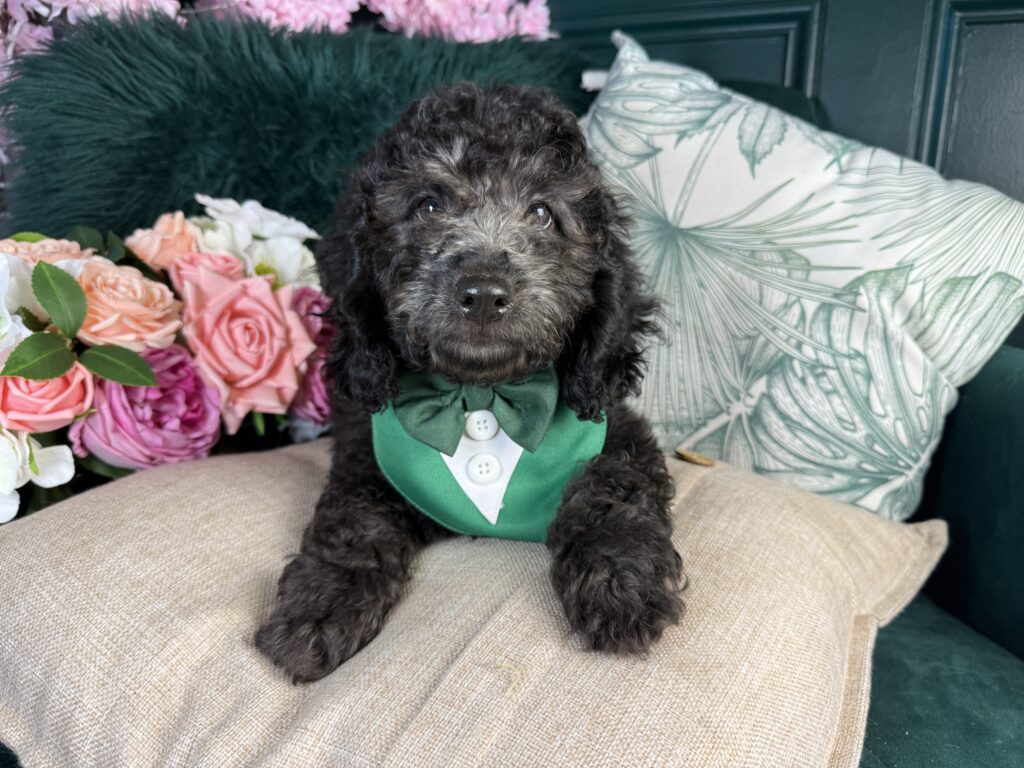 Tucker