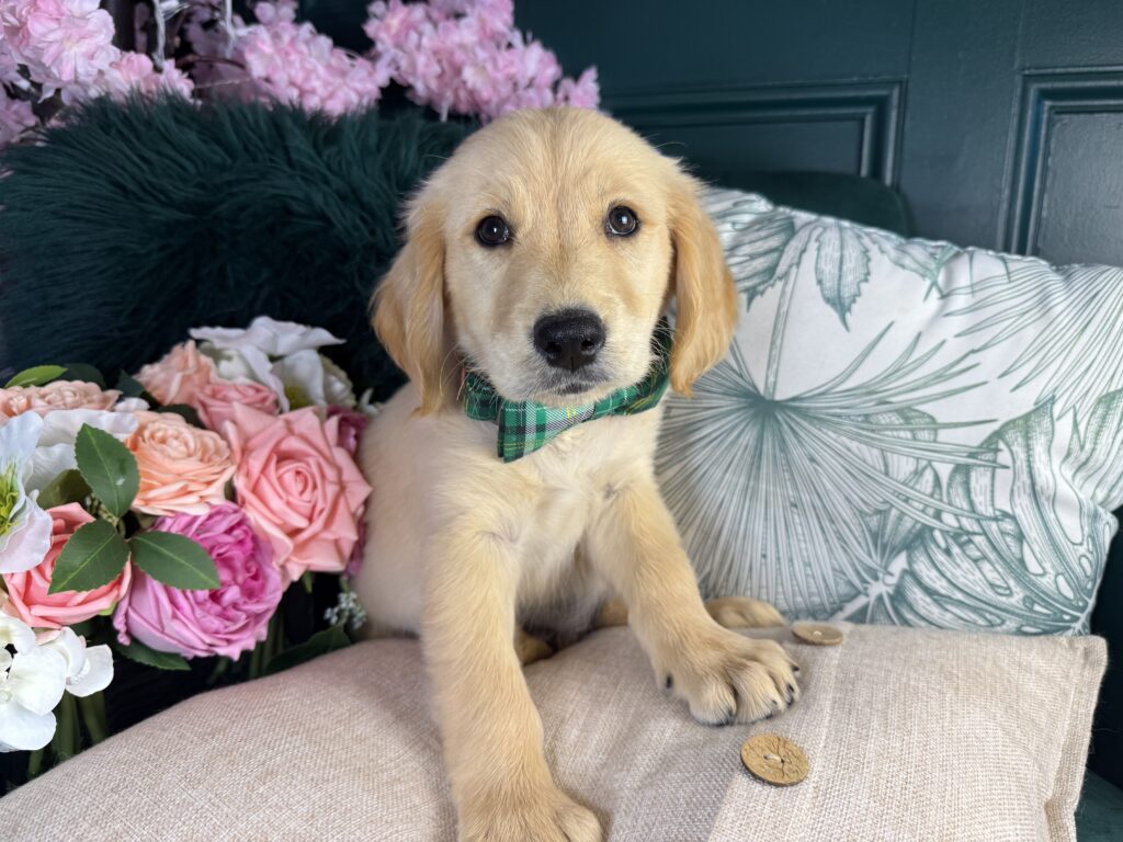 Buddy 3