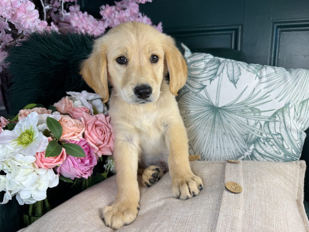 Buddy