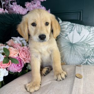 Buddy