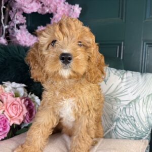 Cavapoo – 1352