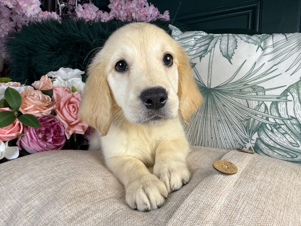 Buttercup 4