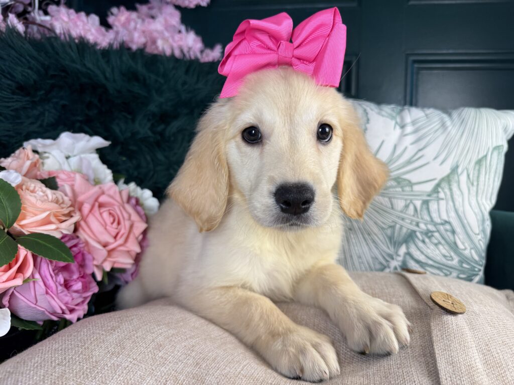 Buttercup 2