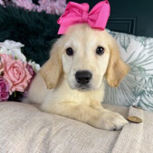 Golden Retriever – 1364