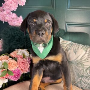 Rottweiler – 1361