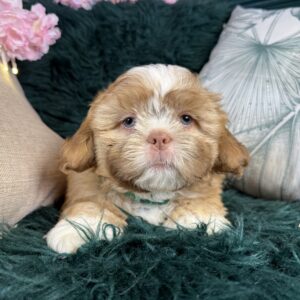 Chewbarka