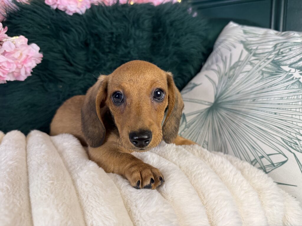 Fritz 3
