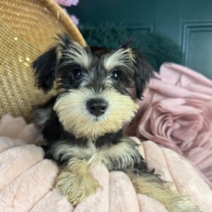 Dottie