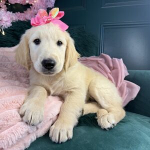 Goldilocks