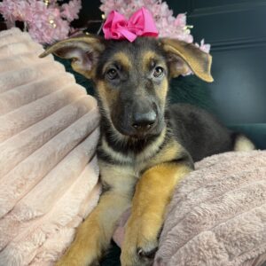 German Shepherd Dog – 1393
