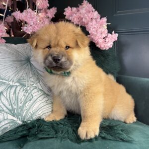 Mochi