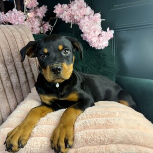 Rottweiler – 1400