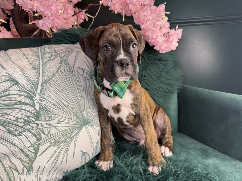 Apollo