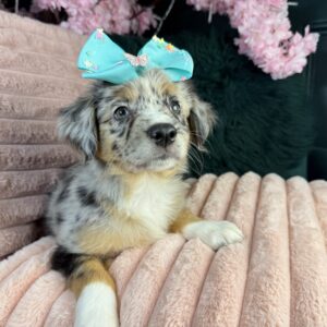 Miniature American Shepherd – 1396