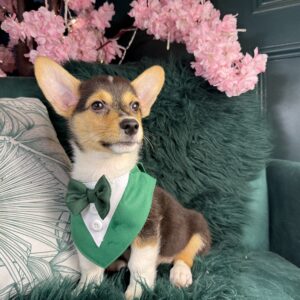Pembroke Welsh Corgi – 1397