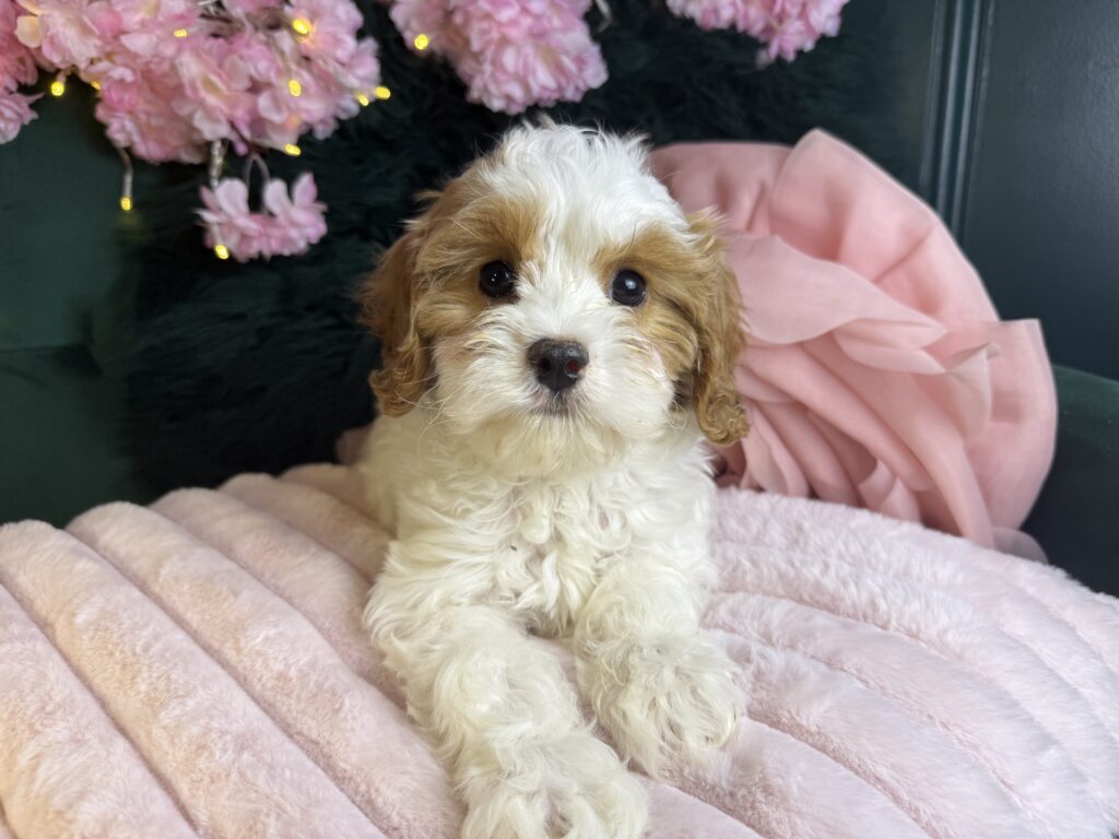 Hazel 4