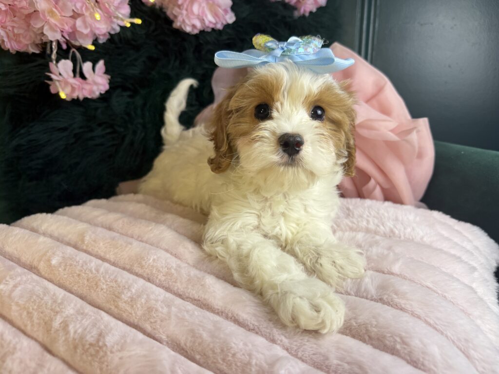 Hazel