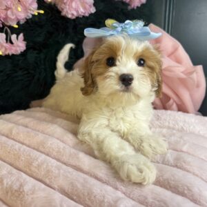 Hazel