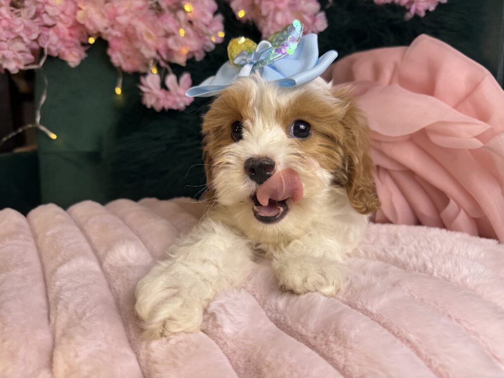 Hazel 2