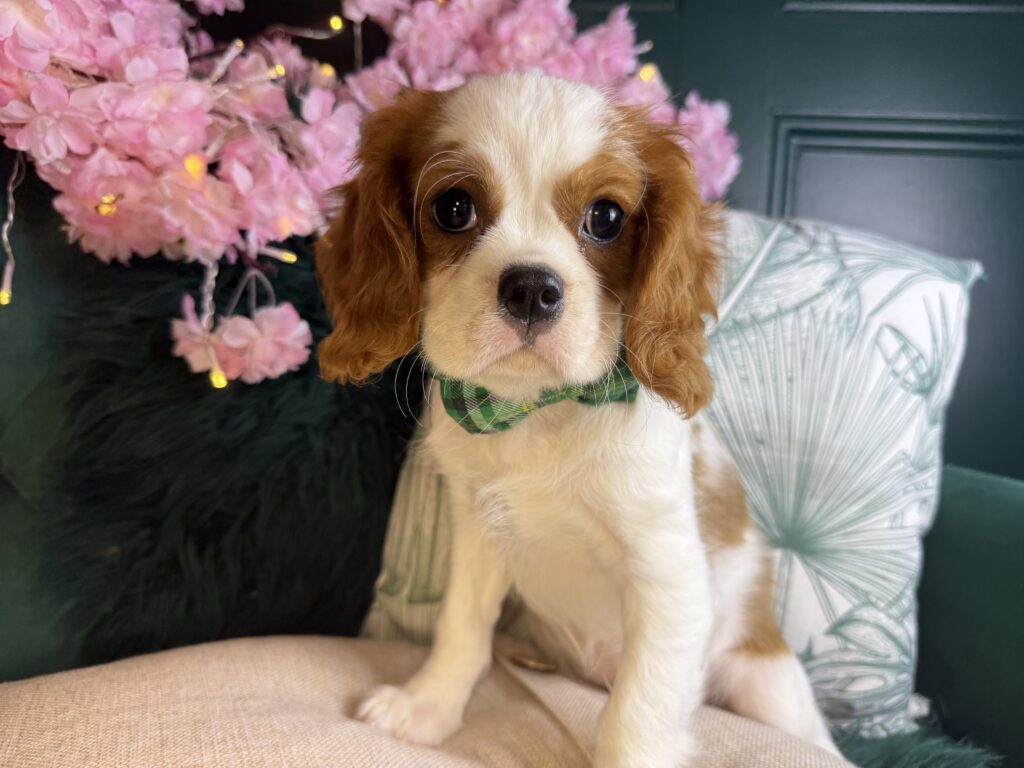 Pip 3