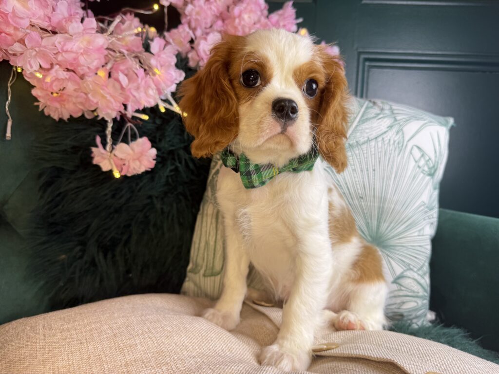 Pip