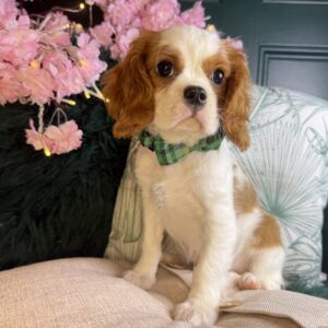 Pip