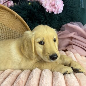 Penny