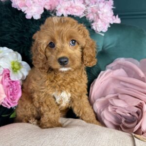 Cavapoo – 1356