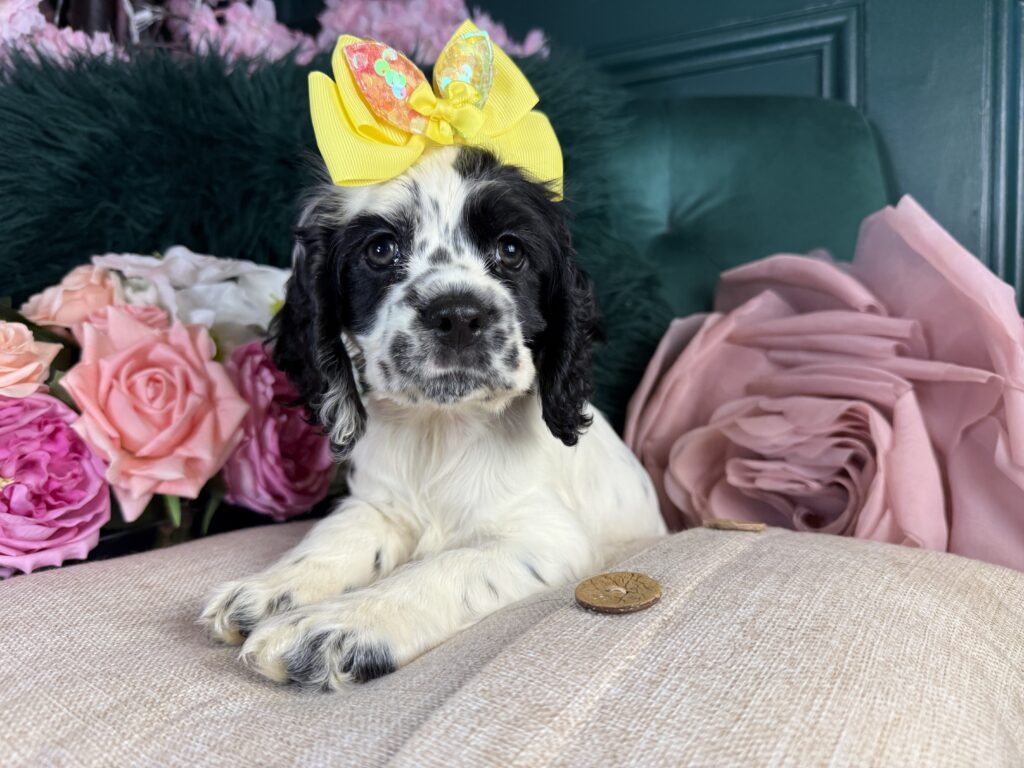 Hazel
