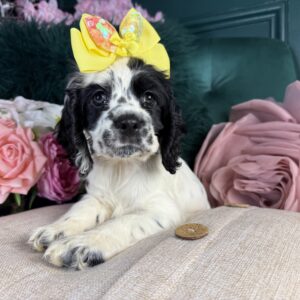 Cocker Spaniel – 1353