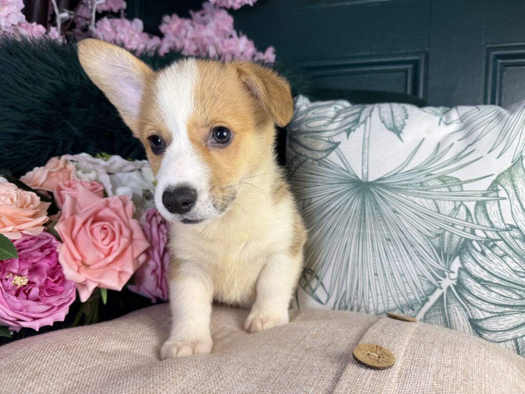 Arlo 2