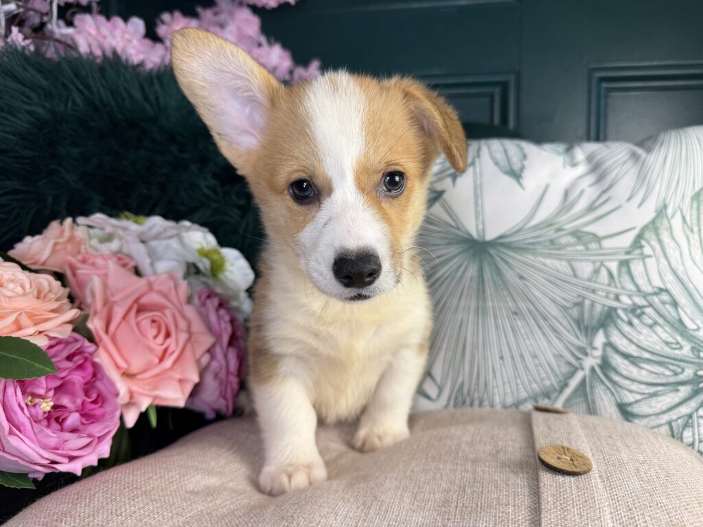 Arlo