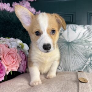Arlo