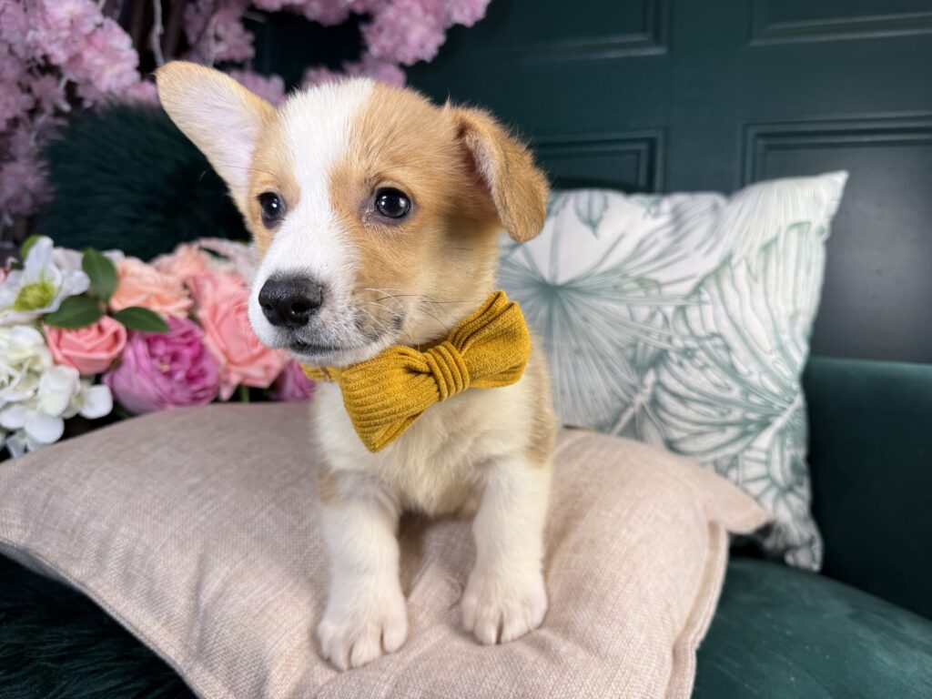 Arlo 4