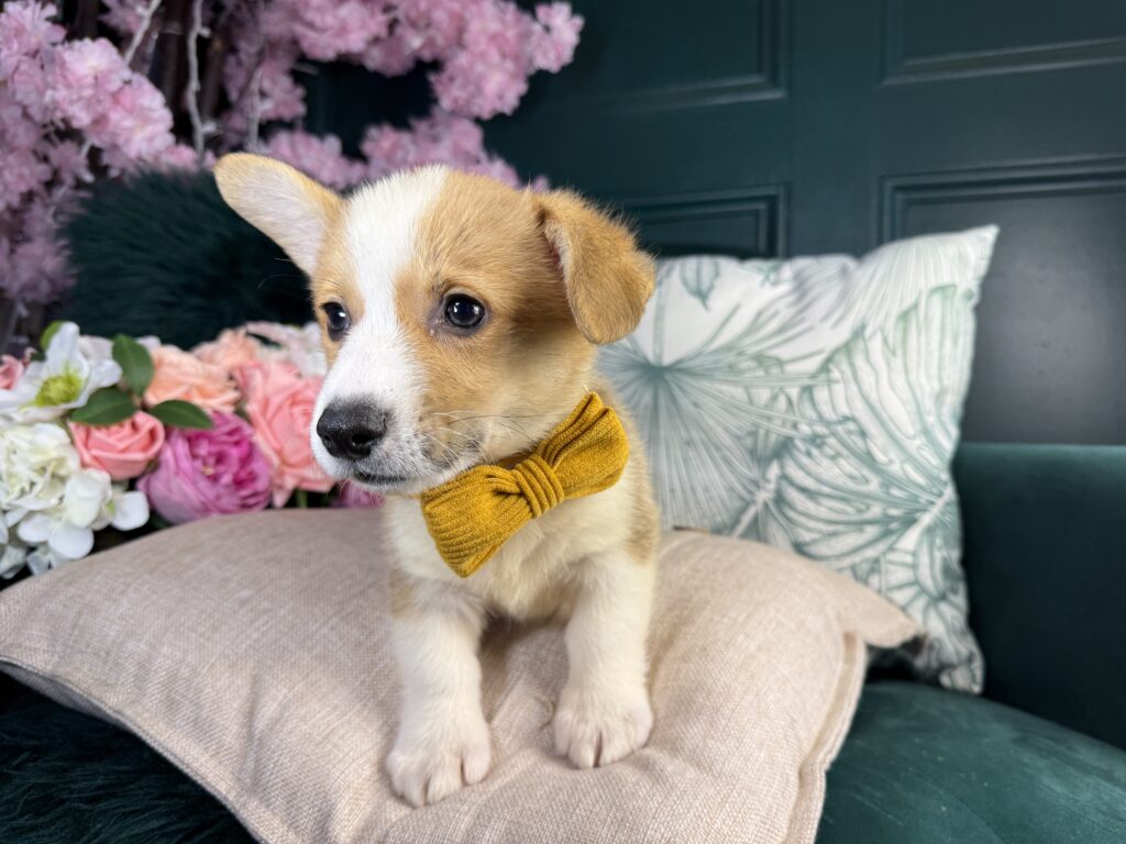 Arlo 3