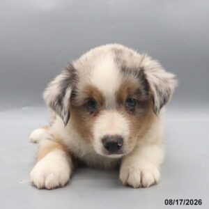 Flynn