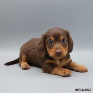 Oakley