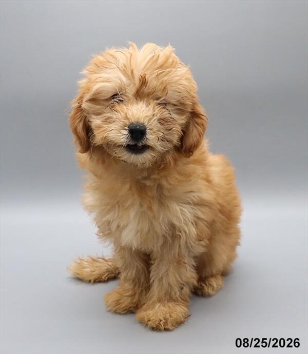 Piper