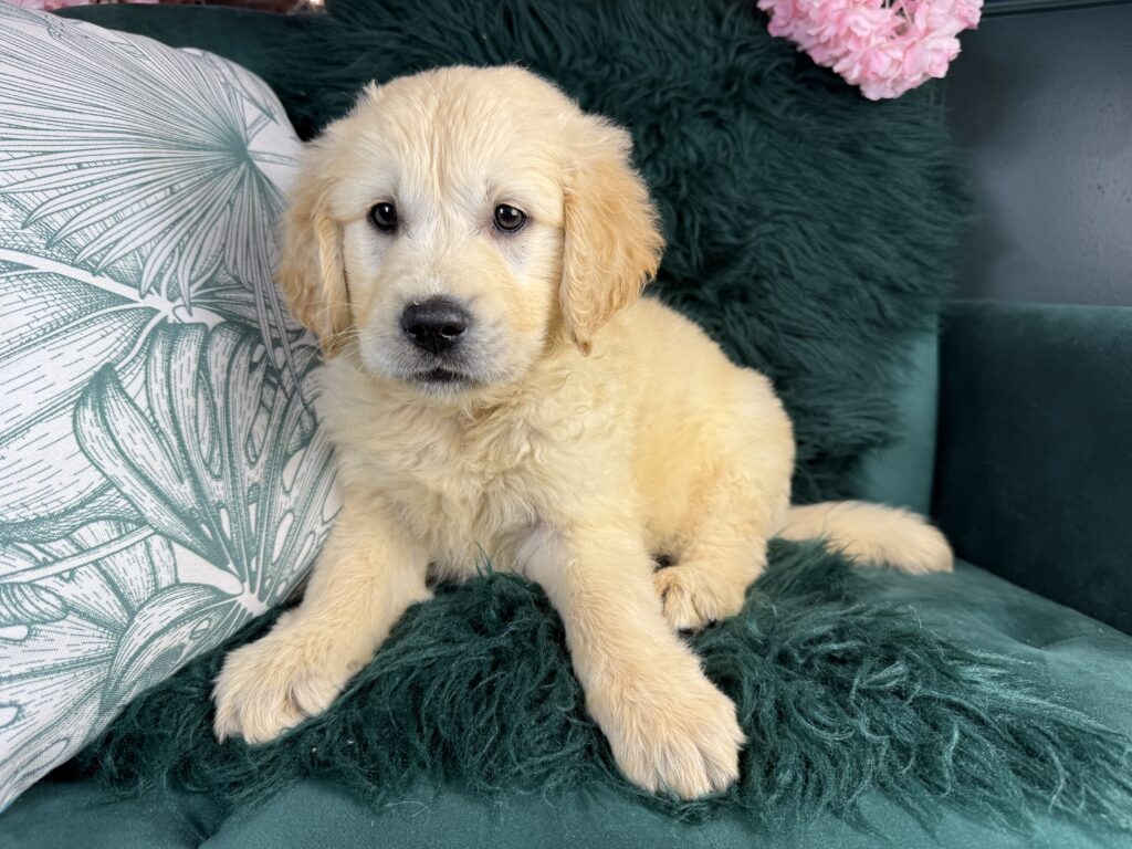 Ralph 3