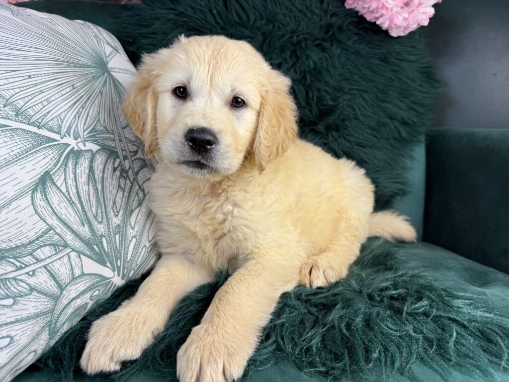 Ralph
