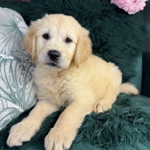 Ralph