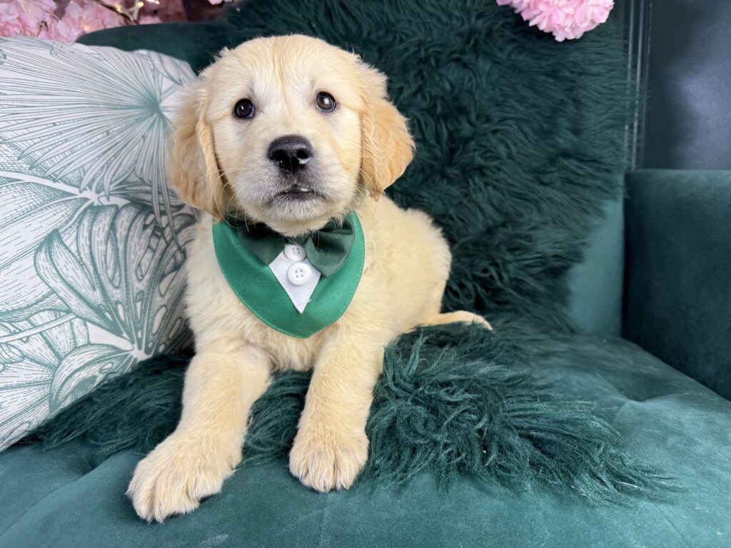 Ralph 4