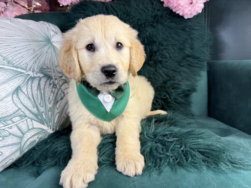 Ralph 2