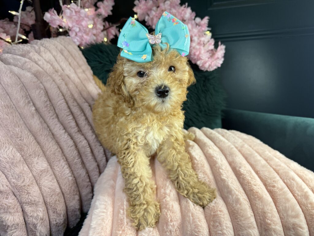 Madeline