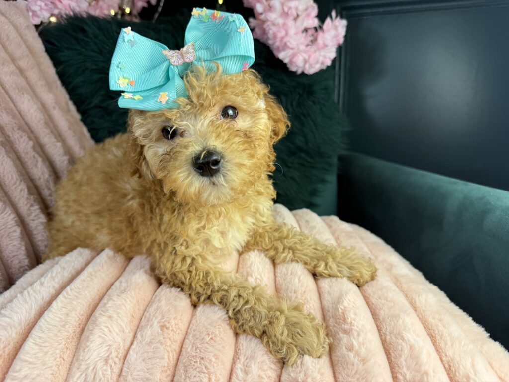 Madeline 4